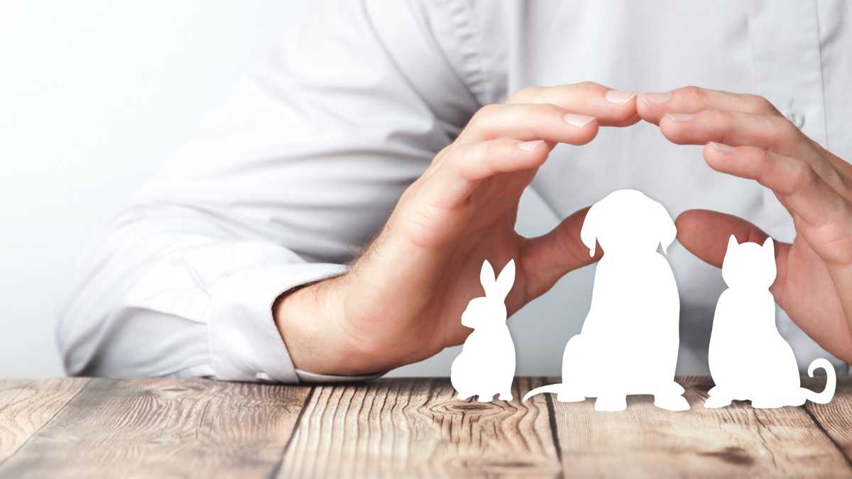 Hands framing paper cutouts of a rabbit, a dog, and a cat on a wooden surface, symbolising pet care or animal protection.