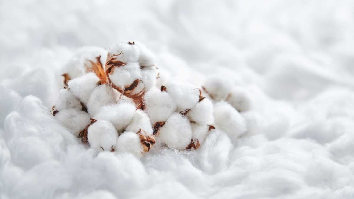 Pile of white cotton bolls with cotton background