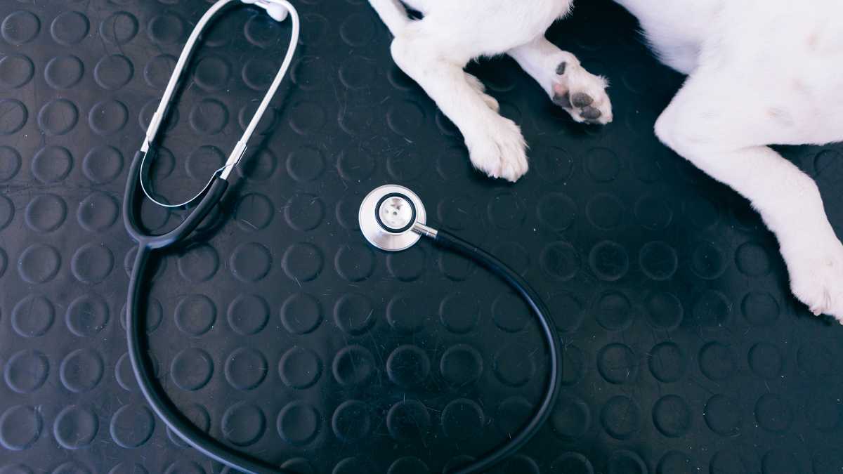 A stethoscope lies next to a dog on a textured surface, suggesting veterinary care or pet health.