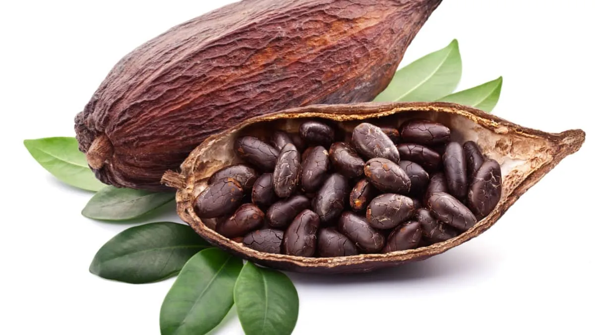 Cocoa pod with cocoa beans on a white background.