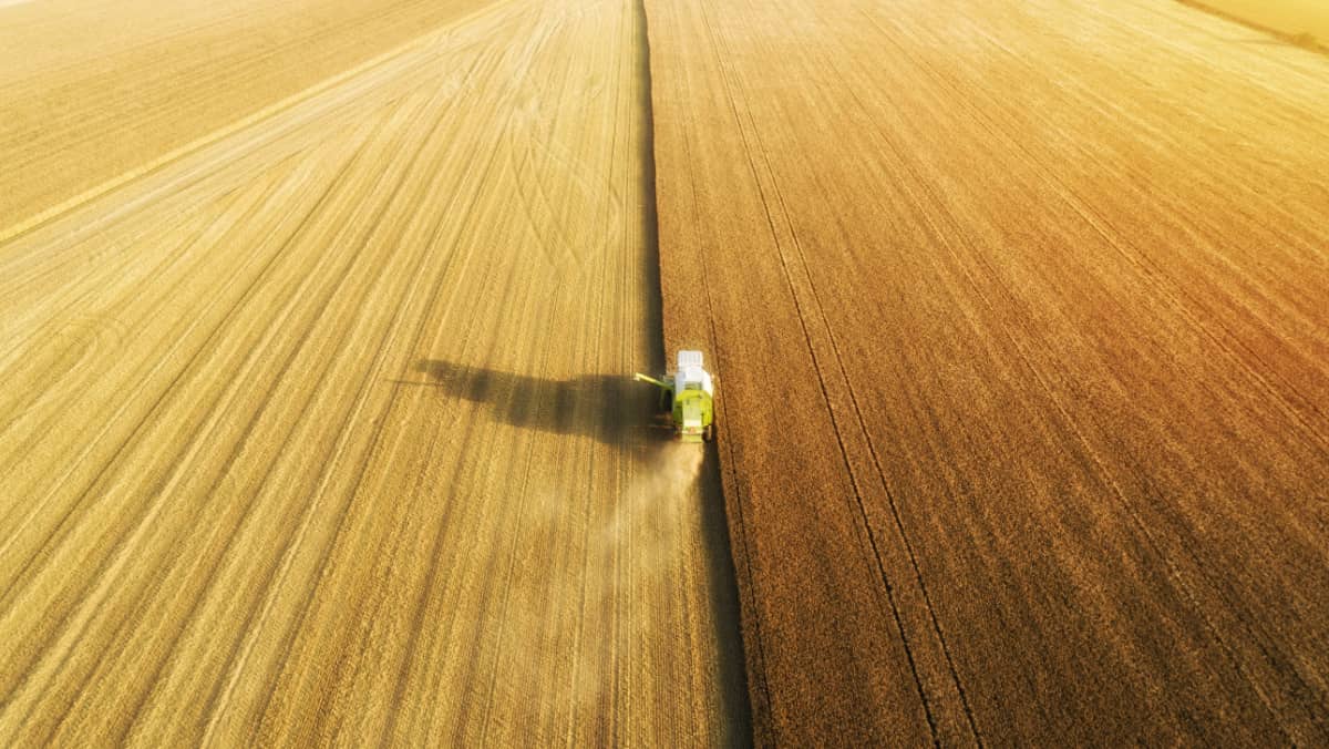 Combine harvester working on the large wheat field