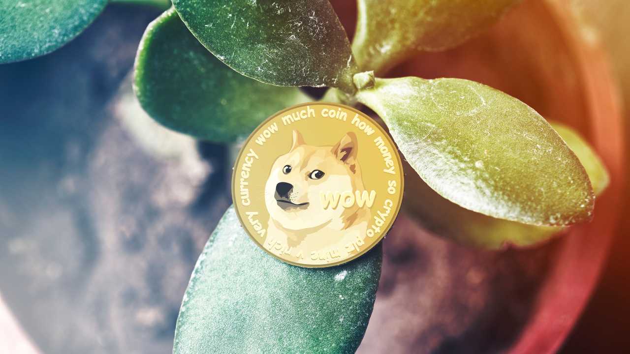 Dogecoin on a plant leaf