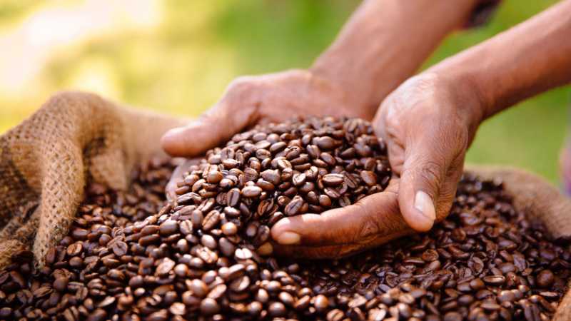 Hands cradling roasted coffee beans in a burlap sack