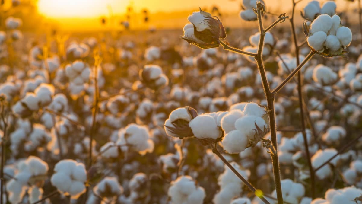 Cotton field background ready for harvest under a golden sunset macro close ups of plants