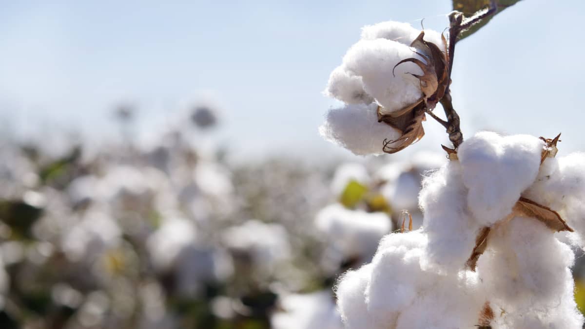 Cotton fields ready for harvesting