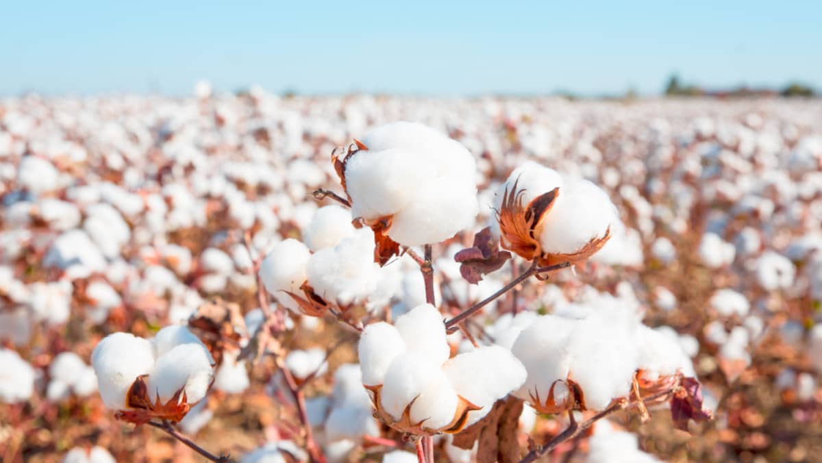 Cotton fields ready for harvesting