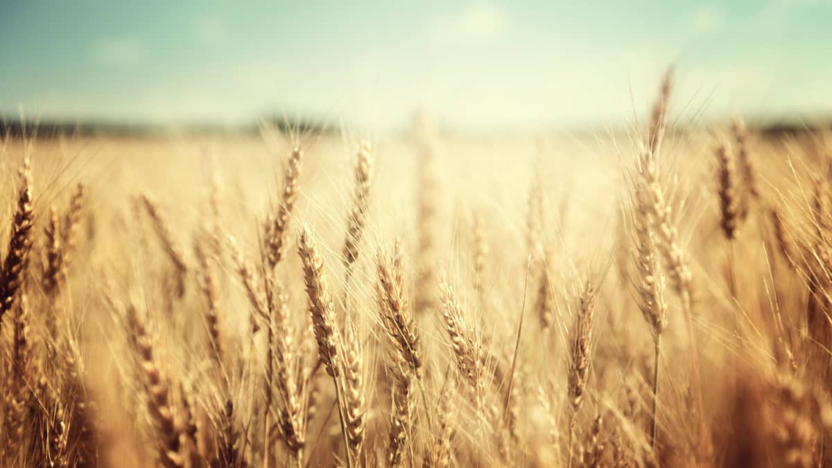 golden wheat field and sunny day