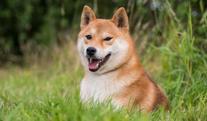 The image of a Shiba Inu dog